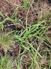 Allium triquetrum