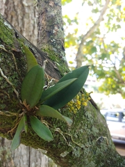 Trichocentrum pumilum