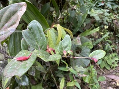 Macleania cordifolia