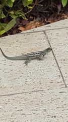 Microlophus indefatigabilis