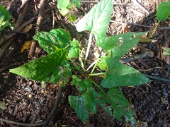 Centrosema sagittatum