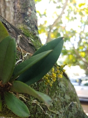 Trichocentrum pumilum