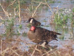 Branta canadensis occidentalis
