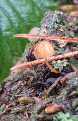 Galerina
