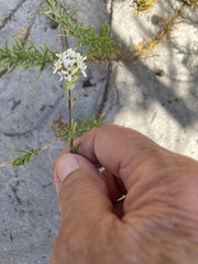 Microdon capitatus