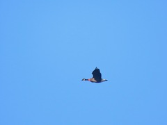 Branta canadensis occidentalis