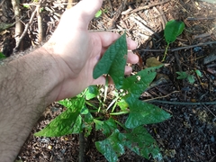 Centrosema sagittatum