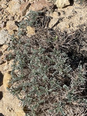 Astragalus tragacantha