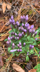 Gentianella quinquefolia