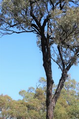 Eucalyptus quadricostata