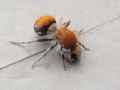 Sphaeropthalminae