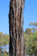 Eucalyptus quadricostata