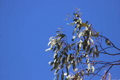 Eucalyptus quadricostata