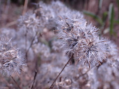 Brickellia eupatorioides