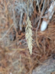 Anthoxanthum odoratum