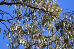 Eucalyptus quadricostata