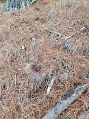 Anthoxanthum odoratum