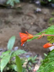 Begonia longirostris
