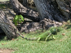 Iguana