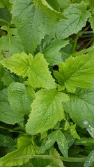 Rhamphospermum arvense