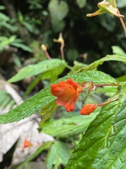 Begonia longirostris