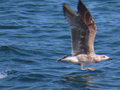 Larus marinus
