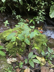 Begonia longirostris