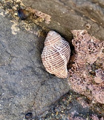 Acanthinucella