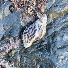 Acanthinucella