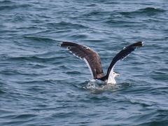 Larus marinus