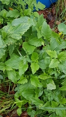 Rhamphospermum arvense