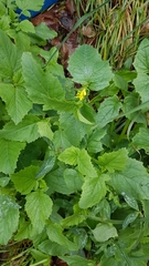 Rhamphospermum arvense