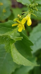 Rhamphospermum arvense