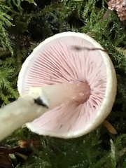 Agaricus diminutivus