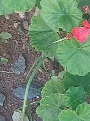 Pelargonium × hybridum