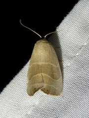 Bagisara rectifascia