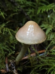 Agaricus diminutivus