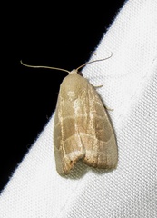 Bagisara rectifascia