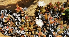 Delosperma litorale