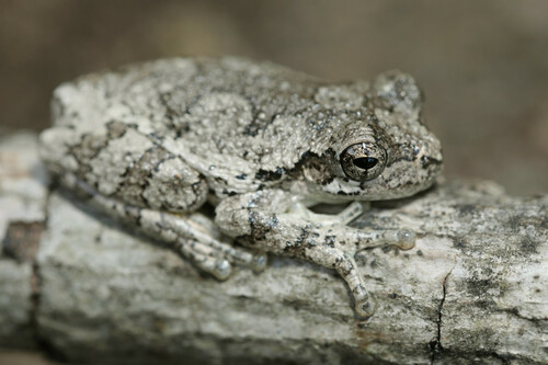 Cope's Gray Tree Frog, North Carolina, US, photo 6 of 10