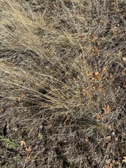 Pseudoroegneria spicata