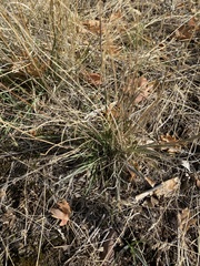 Pseudoroegneria spicata