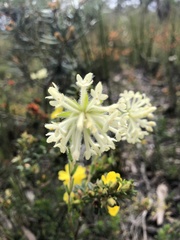 Pimelea octophylla