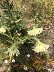 Pimelea octophylla
