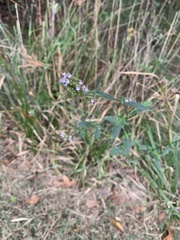 Verbena halei