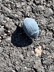 Eusattus reticulatus