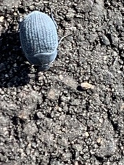 Eusattus reticulatus