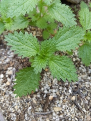 Urtica urens