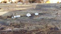 Tremella fuciformis