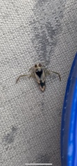 Notonecta undulata
